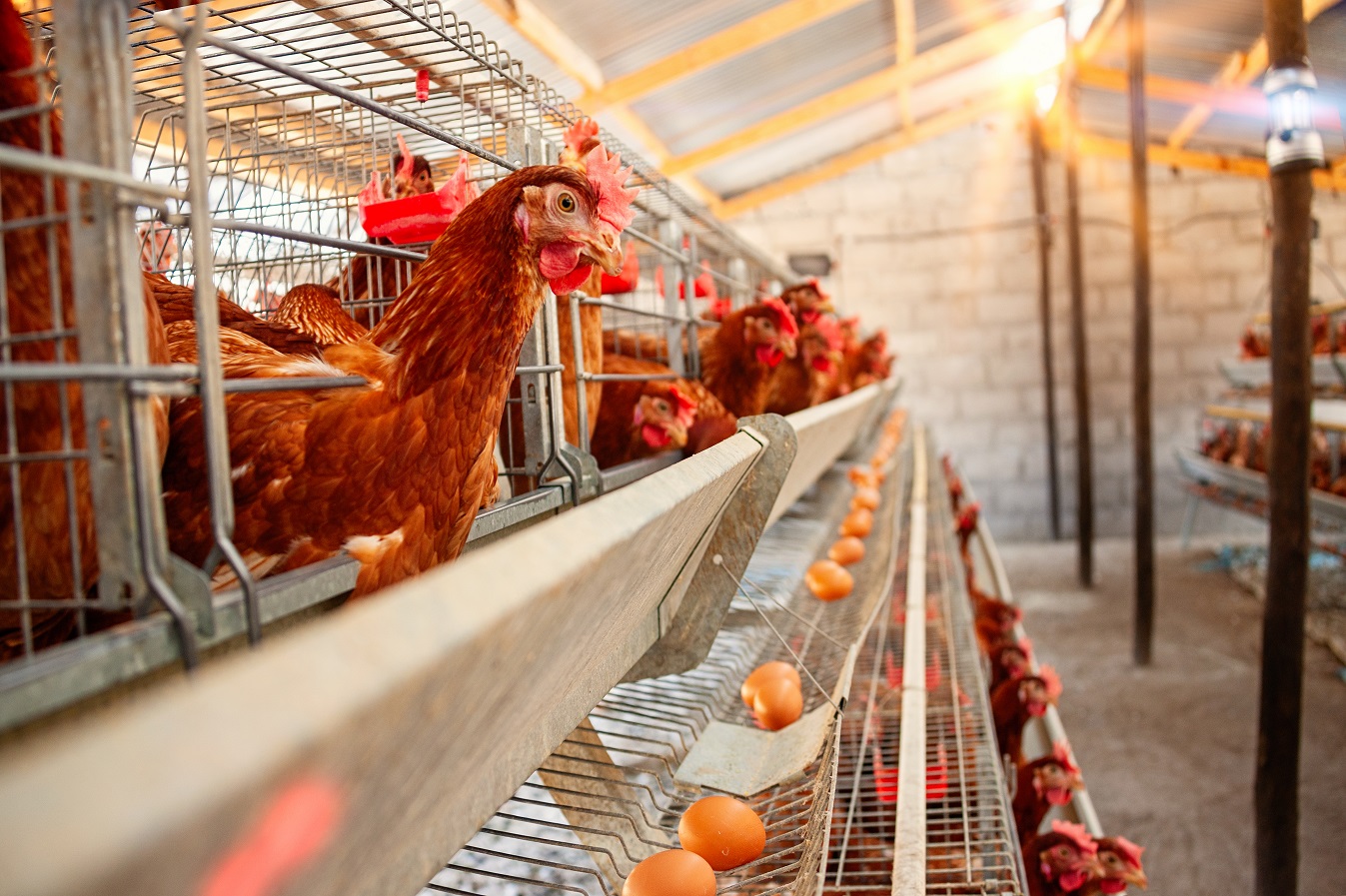 Sanidad avícola, medio ambiente y equipamiento de las granjas avícolas