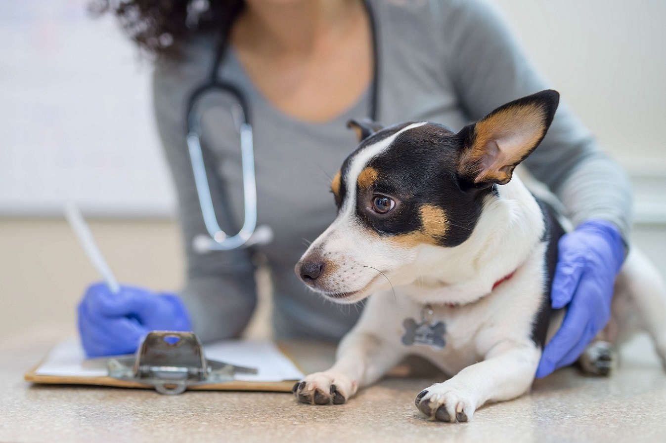 Desinfección de clínicas veterinarias de mascotas